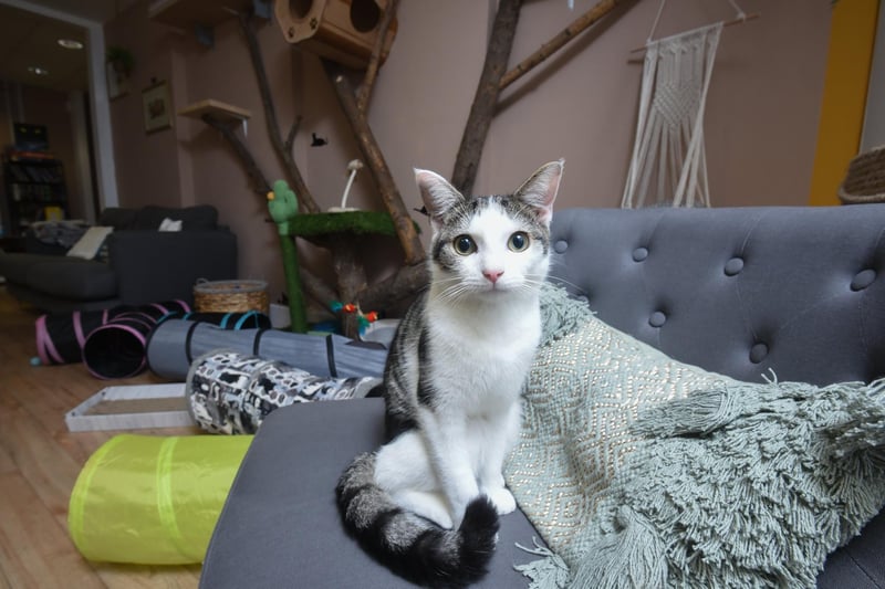Twenty cats have now been adopted from Cafe Meow, with the 21st adoption expected on Tuesday