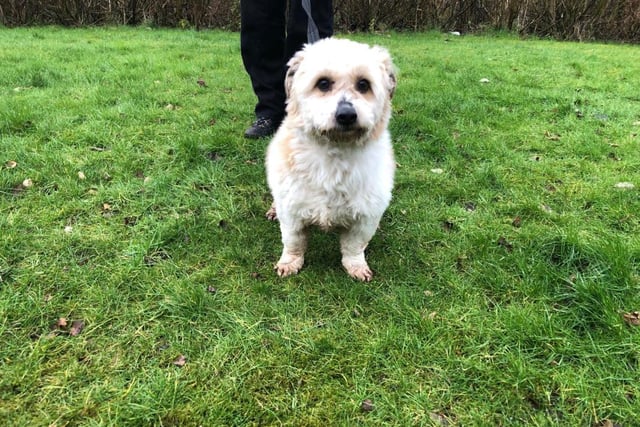 Terrier Cross - male - aged 5-7. Charlie is very affectionate and needs a family who can continue his training.