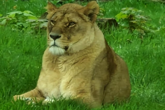 One of Knowsley Safari's beautiful lionesses