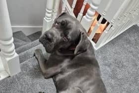 Tank is a two-year-old Great Dane cross aka big friendly giant. He is a super friendly boy and will happily greet anyone that comes his way. He is a real foodie and that works a treat with all his training - which by the way...he's smashing! He is looking for a home with with experience of large breeds and can live with children of secondary school age that are dog savvy and understand his size. He can live with a compatible dog, but no cats.