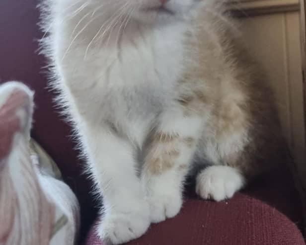 This little kitten has the look of a Luna