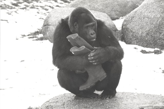 Kukee the gorilla who died at Blackpool Zoo