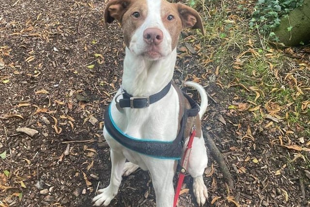 Bruce arrived at the centre via an RSPCA Inspector as his previous owner was unable to give him the care he needed. He is a very sweet natured and affectionate boy who is always eager to please. He is a six-year-old lurcher