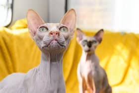 Sphynx cats Nim and Coco who have been rescued by Fylde Coast Cats. Photo: Kelvin Stuttard