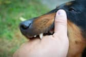 Some dog breeds are more likely to give somebody a nip - or worse - than others.