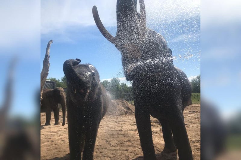 The elephants have a cooling drink