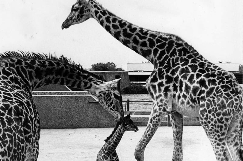 Blackpool Zoo giraffes Libby and Octavius were pround parents of a 6ft tall baby