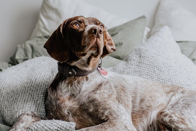 German Shorthaired Pointer had 6 mentions by experts