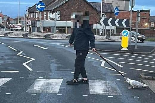 The man was seen walking the gull with a dog lead in Bispham on Monday, April 10. Pic credit: Alexander Faulkner