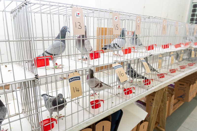 Pigeons available for auction at The Solaris Centre in Blackpool. Photo: Kelvin Stuttard