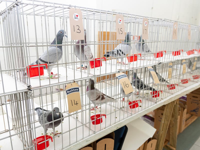 Pigeons available for auction at The Solaris Centre in Blackpool. Photo: Kelvin Stuttard