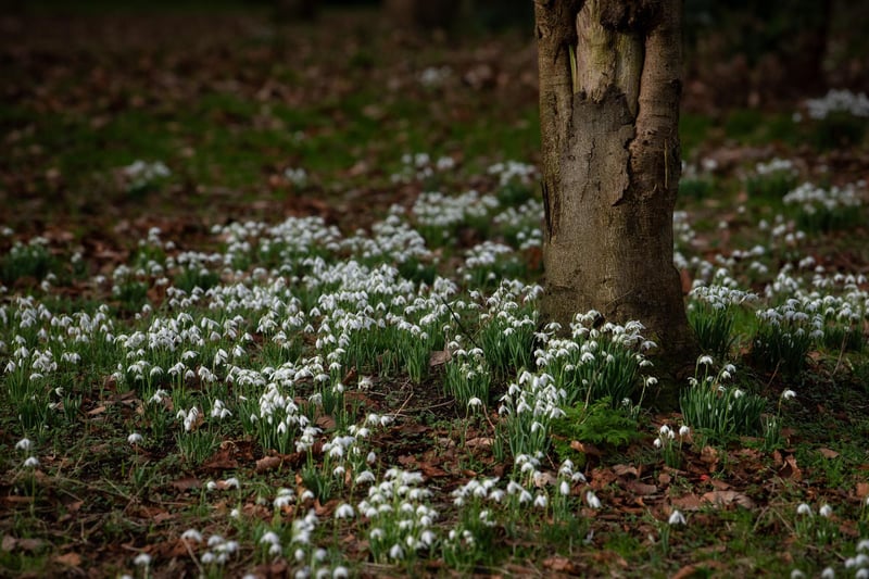 A sea of snowdrops aree on show at Lytham Hall.