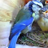 An amateur wildlife photographer has shared footage of a nest of seven blue tit babies