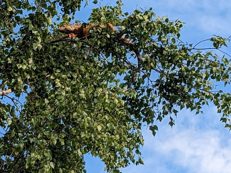 An iguana named Einstein had to be rescued from a tree after he made his great ‘igscape’ through the cat flap at his home.
Einstein made his escape from his home in Horncastle, Lincolnshire, in May after he followed the family’s feline through the cat flap! He had been on the run for over 24 hours when he was spotted 12 metres (39ft) up a tree in a nearby neighbour’s garden.
The RSPCA was called and requested the assistance of the fire service and a crew from Louth and Horncastle Fire and Rescue attended.
But Einstein turned out to be not so clever as he had got himself on a flimsy branch which was making it difficult to reach him by a ladder - so reinforcements were called for and Todd Wilson, a tree surgeon and also an on call firefighter at Horncastle but was off duty at the time came to help with the rescue.
He was able to get up the tree and reached the branch to pull Einstein over to him where he placed him in a box and made it secure before bringing him down - to the applause of the watching audience!