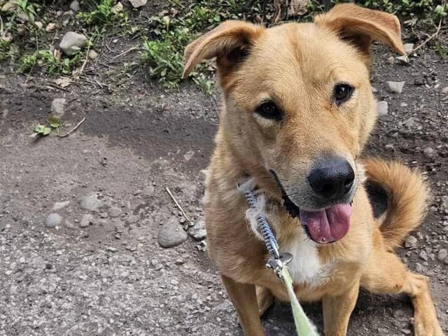 Rescue dog Bear who is currently in kennels at Sakimas Sanctuary, Preesall, Lancashire, is in danger of being transported back to Romania if an owner cannot be found for him
