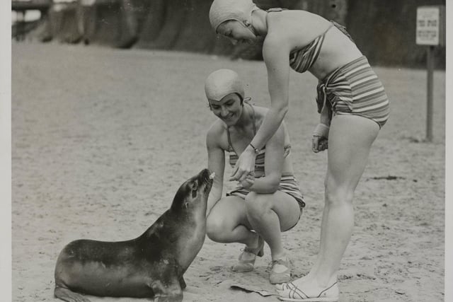 Pals Of The Beach. These girls from Tower Circus make quite a pet of 'Pal' a young seal on the beach