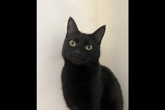 Flopsy is a friendly one-year-old domestic short-hair. Flopsy came to the centre after being in a multicat household, where unfortunately the owner couldn't cope. Since being with us in RSPCA care, she has grown in confidence and learnt to love a cuddle. She is looking for a home with children aged 5+ and could live with another cat. She could potentially live with a calm dog.