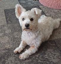 Lovely Dolly who is nearly seven.
