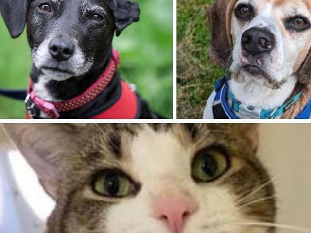 Bella, Dodger and Gerald are just some of the many animals currently in the RSPCA's care that are in need of a loving home.
