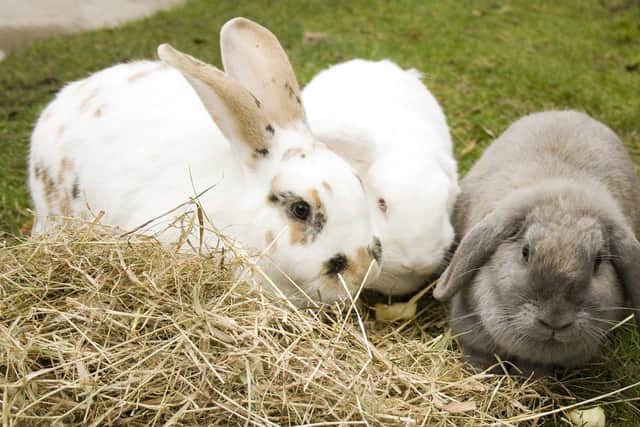 Always give rabbits a fresh supply of hay (photo: Quench Studios)