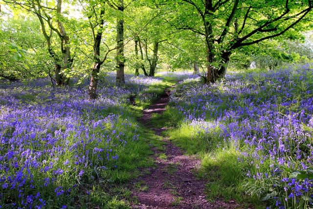 Woods carpeted in bluebells. Photo: Adobe