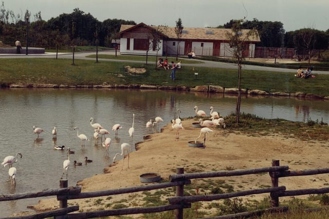The zoo's flamingos in the 1970s