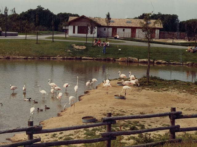 The zoo's flamingos in the 1970s