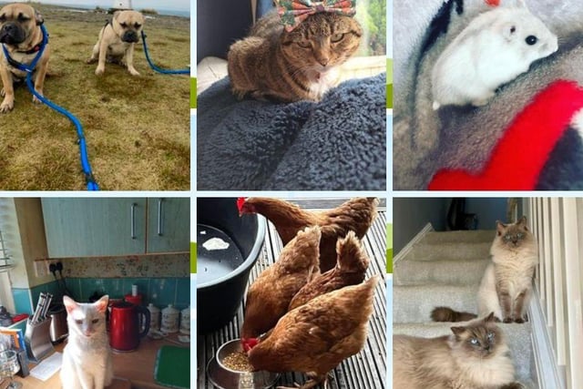 In celebration of National Pet Day 2024 readers sent in some fabulous pictures of their pets.