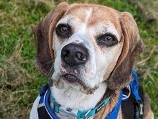 Dodger is 'an older but young at heart 8-year-old gent' who is just as adventurous and curious as any young dog would be. He would benefit from a family who can take him on trips out where he can have new experiences as often as he can and who is around most of the time to help him learn that it’s okay to be alone and stop him from encountering any mischief his nose may lead him too! He can be rehomed with another dog who is calm natured and chilled out in personality, but no cats and children above secondary school age.