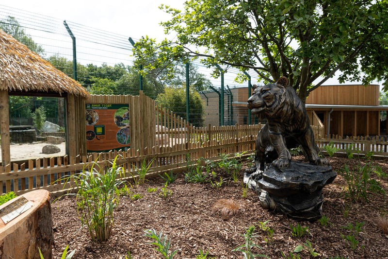 Big Cat Habitat, which cost £1.5million, combines increased indoor space, extended external paddocks and improved keeper facilities, which will enable the best possible care for the animals.
