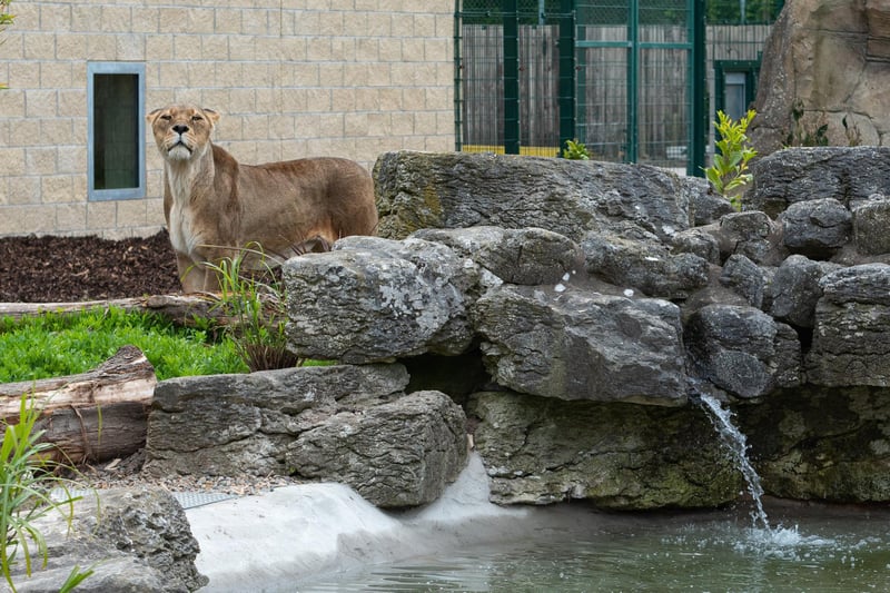 A lioness enjoying her new surroundings.