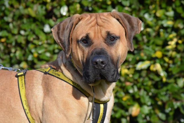 Mastiff - male - aged 5-7. Toffee is a powerful, big boy who needs an experienced owner.