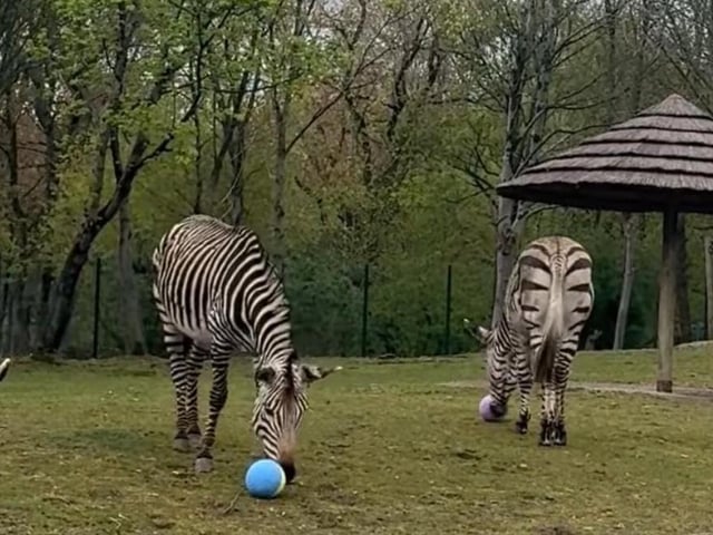 Zebras inspect the goods.