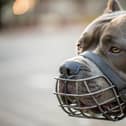 In January 2024, the Government implemented new rules about XL Bully dogs following a number of attacks and incidents across the UK. It is now a legal requirement for all XL Bully dogs within the UK to be kept on a lead and muzzled out in public and owners must have a certificate of exemption. Commenting on the data, Chief Inspector David Nicholls said: “We have had to adapt quickly as a force following the introduction of the ban on XL Bully dogs and this law change has had a significant impact on the number of dangerous dog incidents reported to us."