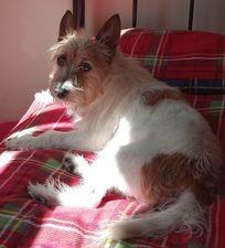 Distinguished gent Hamish who is an impressive 11 years old.