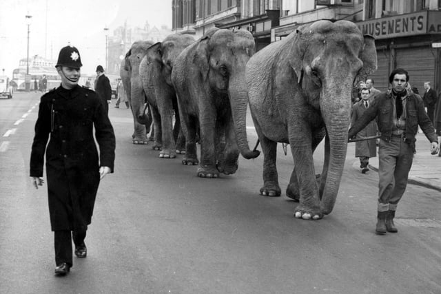 Elephants being escorted along the promenade near Talbot Square on the way to the Tower in 1960