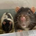 There were 670 reports of rats in need reported to the RSPCA’s cruelty line last year