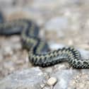 Steve has a fear of snakes. Photo: Ian Rutherford