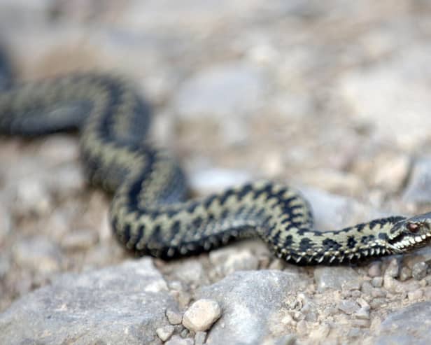 Steve has a fear of snakes. Photo: Ian Rutherford