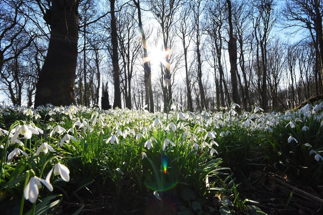 The spring snowdrop display baths in the sunshine at Greatham Hall Gardens.