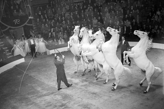 Wenzel and Douglas Kossmayer with their performing horses at Blackpool Tower Circus in 1955