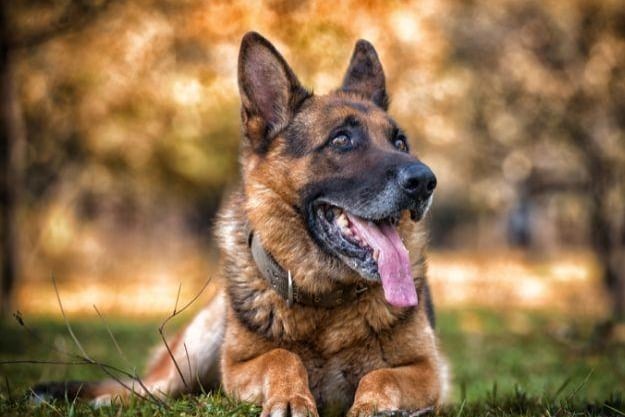 9 - German Shepherd. (Score 54).
Search volume: 1.41M; Instagram tags: 28.2M. Renowned for their intelligence and versatility, they are popular as working dogs in fields like law enforcement and search and rescue, as well as loyal family pets. Their protective nature and trainability make them ideal for various roles.