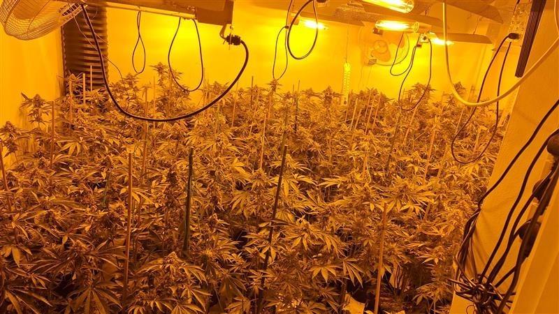 Funny moment cops raid a £420k cannabis farm...and find a sleeping drug dealer