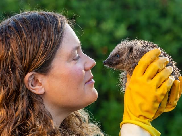 The number of hedgehogs in the UK has fallen, which makes it even more important to take care of the remaining ones. Hedgehog houses can be made easily out of cardboard boxes, dry leaves, grass, and straw