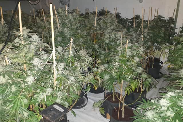 A man has been arrested after officers uncovered a substantial cannabis grow in Thornton.