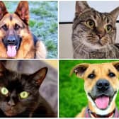 These are the dogs and cats that are currently up for adoption