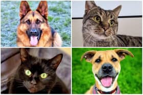 These are the dogs and cats that are currently up for adoption