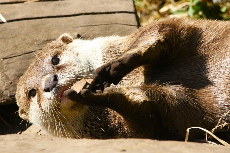Asian small clawed otter sunbathing at Blackpool Zoo