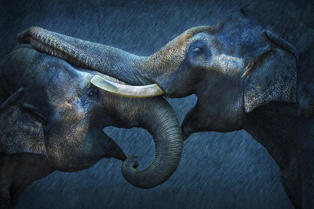 Indian Elephants At Play by Kean Brown