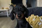 How cute is Frankie!